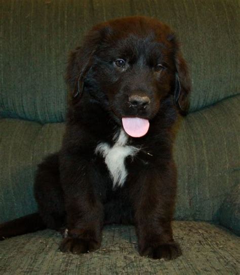 #newfoundlanddogpuppy | Newfoundland puppies, Puppies for sale ...