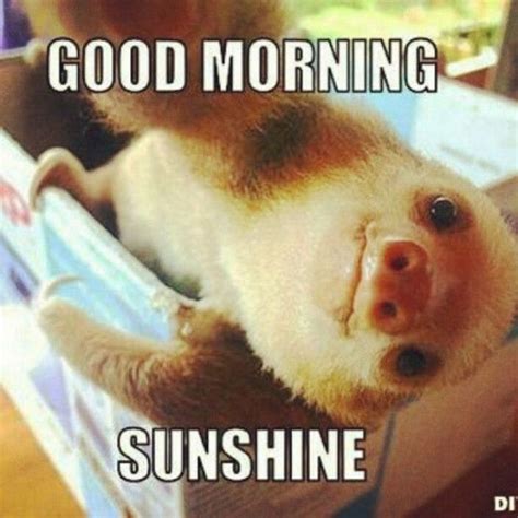 an animal that is laying down with the caption good morning sunshine