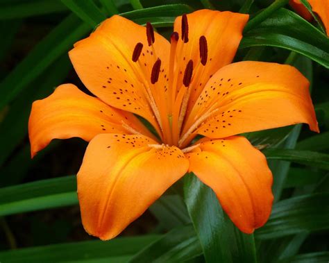 Tiger lily | Tiger lily flowers, Orange lily flower, Lily flower