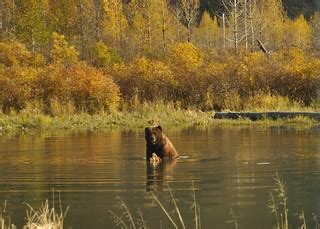 Bear - - Alaska Wildlife Conservation Center | Brian Johnson & Dane Kantner | Flickr