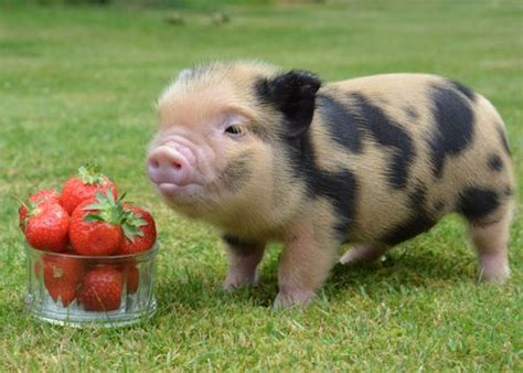 This little guy contemplating enjoying some nice strawberries in his ...