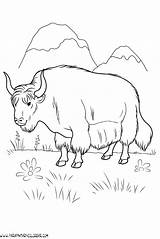 Dibujos De bisontes 001 sketch template