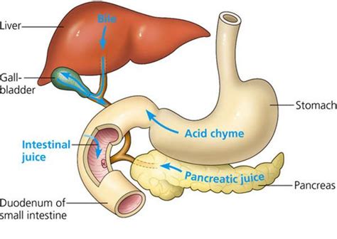 chyme - definition - What is