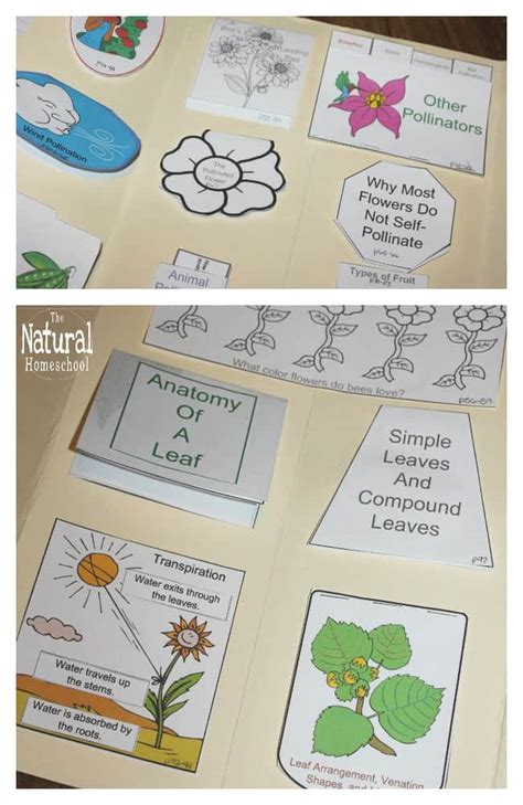 Botany Projects for Kids - Awesome Hands-on Learning Ideas - The Natural Homeschool