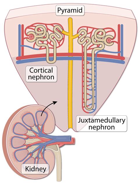 Kidney: Microanatomy (Lesson) – Human Bio Media