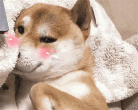 Shy Smile GIF - Shy Smile Blushing - Discover & Share GIFs | Cute puppy videos, Puppies gif ...