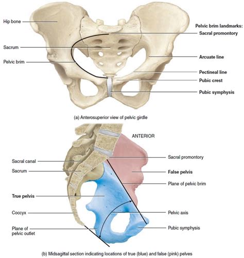 Coccyx bone anatomy, tailbone pain, fractured tailbone & treatment