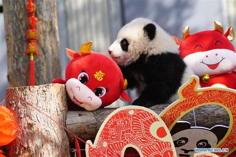 Giant panda cubs play in Wolong National Nature Reserve amid festive atmosphere - Xinhua ...