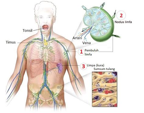 Sistem Limfatik : Pengertian, Bagian, Dan Fungsi - JURNAL KU