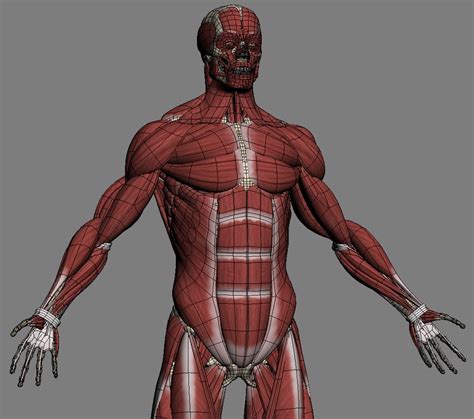Male Anatomy(muscles,skeleton) 3D Model