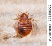 Small House Bug crawling on paper image - Free stock photo - Public Domain photo - CC0 Images