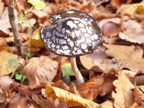 Free Images : forest, leaf, autumn, fungus, agaric, agaricus, avar, edible mushroom ...