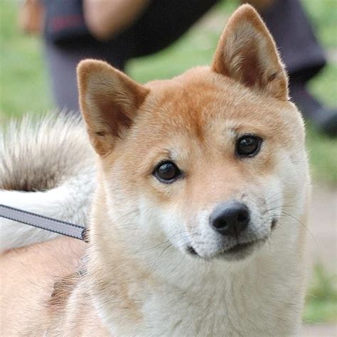 【画像あり】柴犬の可愛さは異常 存在自体が反則 : 暇人\(^o^)／速報 | 柴犬 画像, 柴犬, 動物