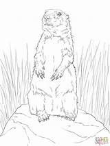 Prairie Dog Drawing At GetDrawings  Free Download sketch template