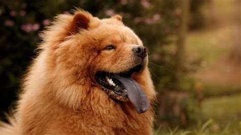 Dogs With Black Tongues: What It Means and When It's Normal