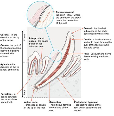 Tooth Anatomy Numbers - Anatomical Charts & Posters