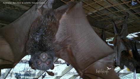 these Megabats are in the last stage for release. http://bit.ly ...