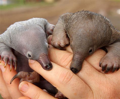 Echidna | San Diego Zoo Wildlife Explorers