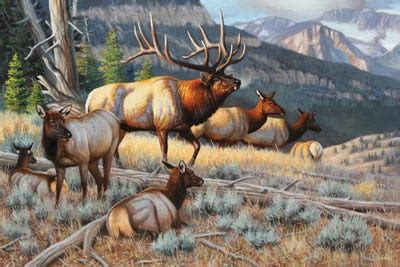 New Elk Art Print by Cynthie Fisher | iCanvas