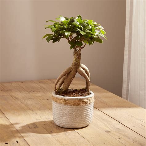 Ficus Ginseng - One-Stop-Flowers.co.uk