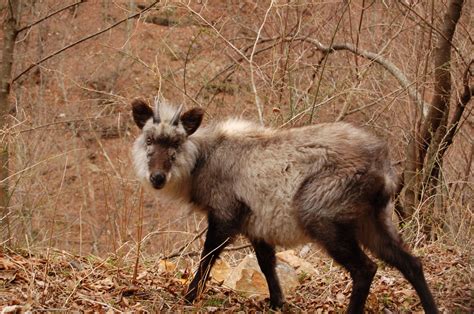 Definitive Guide To Japanese Serow Facts, Habitat, Conservation Status, Zoo Populations ...