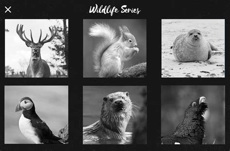 Scottish Wildlife Series