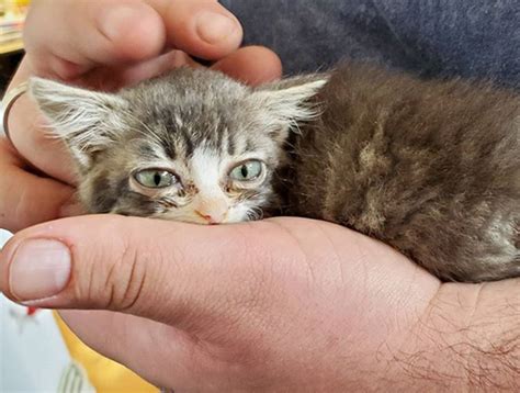 Meet The Tiny Kitten With Dwarfism Who Found The Perfect Home After She ...