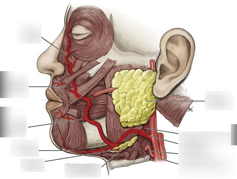 pathway of the facial artery Diagram | Quizlet