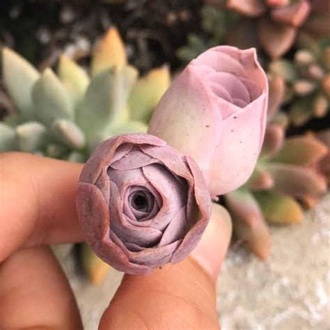 12 Perfectly Pink Succulents That You Need In Your Life