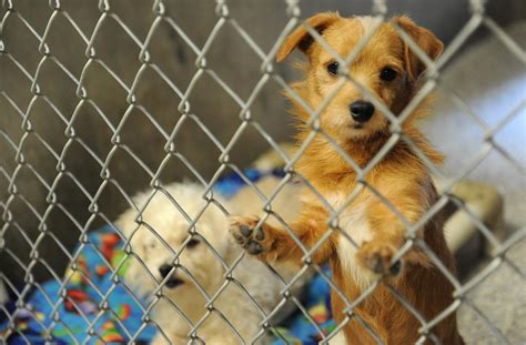 Lodi Animal Shelter full; adoptions lag | News | lodinews.com