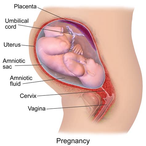 File:Blausen 0747 Pregnancy.png - Wikimedia Commons