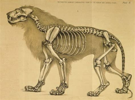 lion skeleton | Feline anatomy, Animal skeletons, Skeleton anatomy