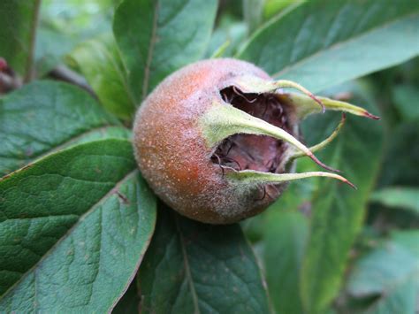 Medlar | Fruiting medlar at Kenwood | Rictor Norton & David Allen | Flickr