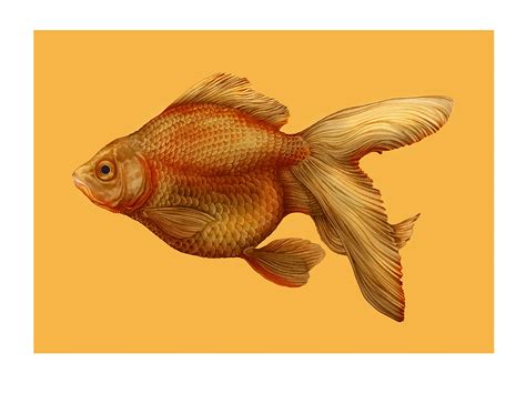 Goldfish Pencil Illustration :: Behance