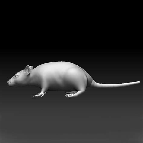 3d high-res sculpted rat model