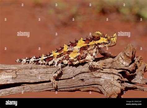 The thorny devil (Moloch horridus), also known commonly as the mountain devil, thorny lizard ...