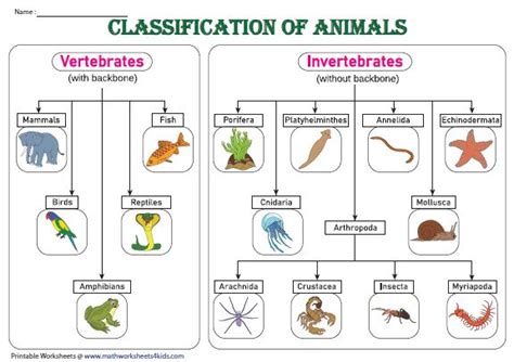 Classification chart | Vertebrados e invertebrados, Clasificación de animales, Mi libro magico pdf