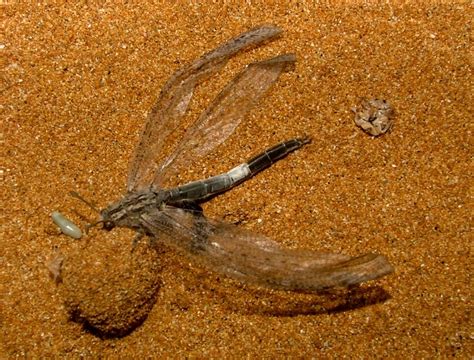 Large Sand Antlion emerging adult by Faunamelitensis on DeviantArt