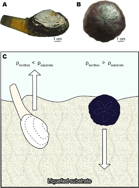 Representative benthic invertebrates having relatively low and high... | Download Scientific Diagram