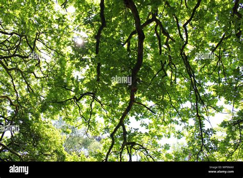 Overhanging tree hi-res stock photography and images - Alamy