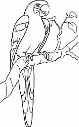 Parrots coloring pages To Download And Print For Free sketch template