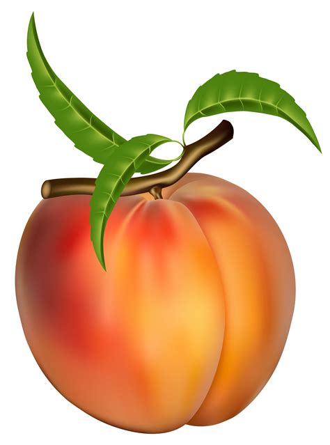 Peach Clip Art Pictures – Clipartix