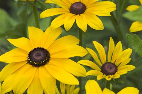 Black-Eyed Susans - Choosing and Growing Rudbeckia