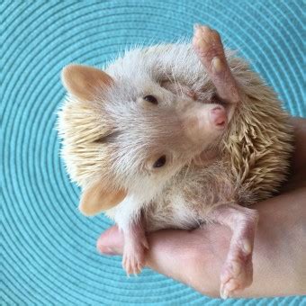 Free Images : baby hedgehog, white hedgehog, sleep, sleeping hedgehog, skin, nose, close up, eye ...