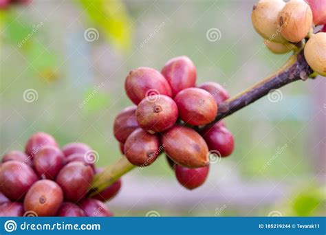 Coffee Beans Ripening, Fresh Coffee Beans on Coffee Tree Stock Photo - Image of field, nature ...