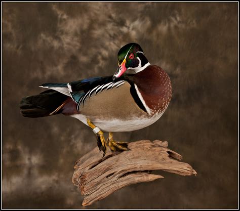 Wood Duck Mounts | *** Waterfowl Taxidermy *** Upland Taxidermy *** Duck Taxidermy