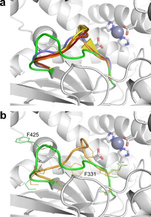 Crystal Structure of Human Insulin-Regulated Aminopeptidase