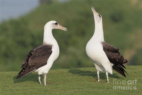 Laysan Albatross Mating Display Photograph by Tammy Wolfe - Pixels