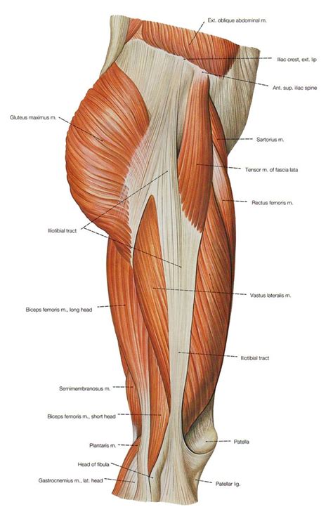 44 best MUSCLES AND ANATOMY images on Pinterest | Human anatomy, Human ...