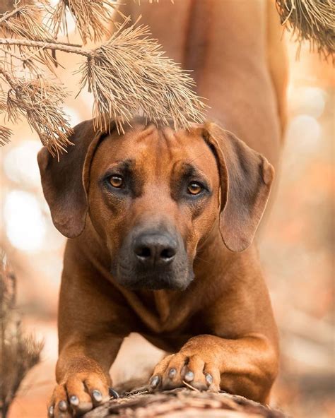 The Rhodesian Ridgeback once known as the African Lion Hound was developed in South Africa by ...